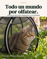 Orbemi